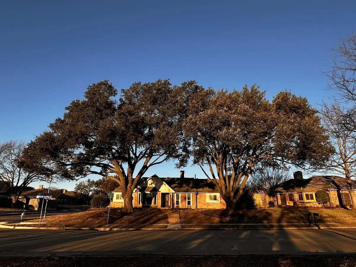 Established residential canopy tree shading a home in Duncans Mills